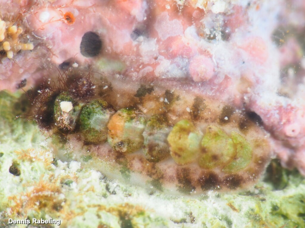 Acanthochitona andersoni