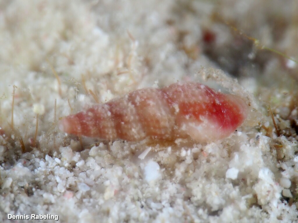 Variable Cerith from Kralendijk, Caribbean Netherlands on January 27 ...