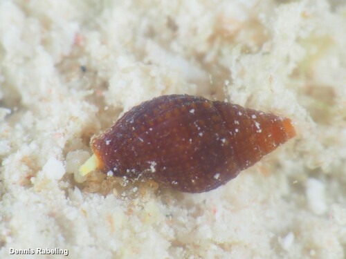 Neotiara nodulosa observed 2025-01-27