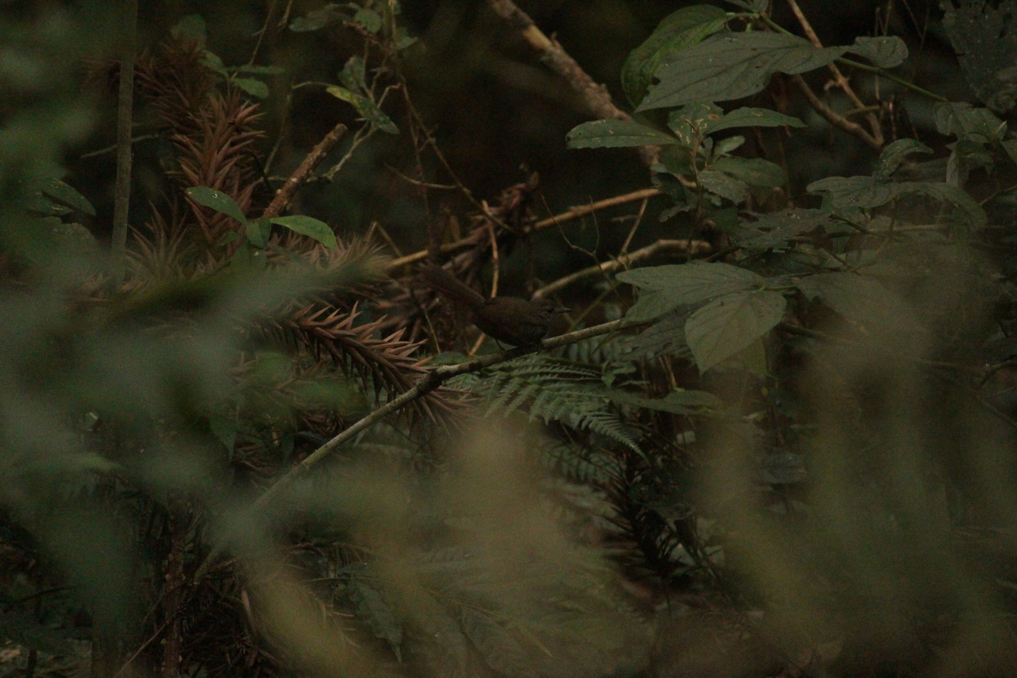 Grey-bellied Spinetail (Synallaxis cinerascens), photo 4