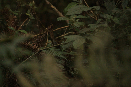 Grey-bellied Spinetail (Synallaxis cinerascens), photo 5