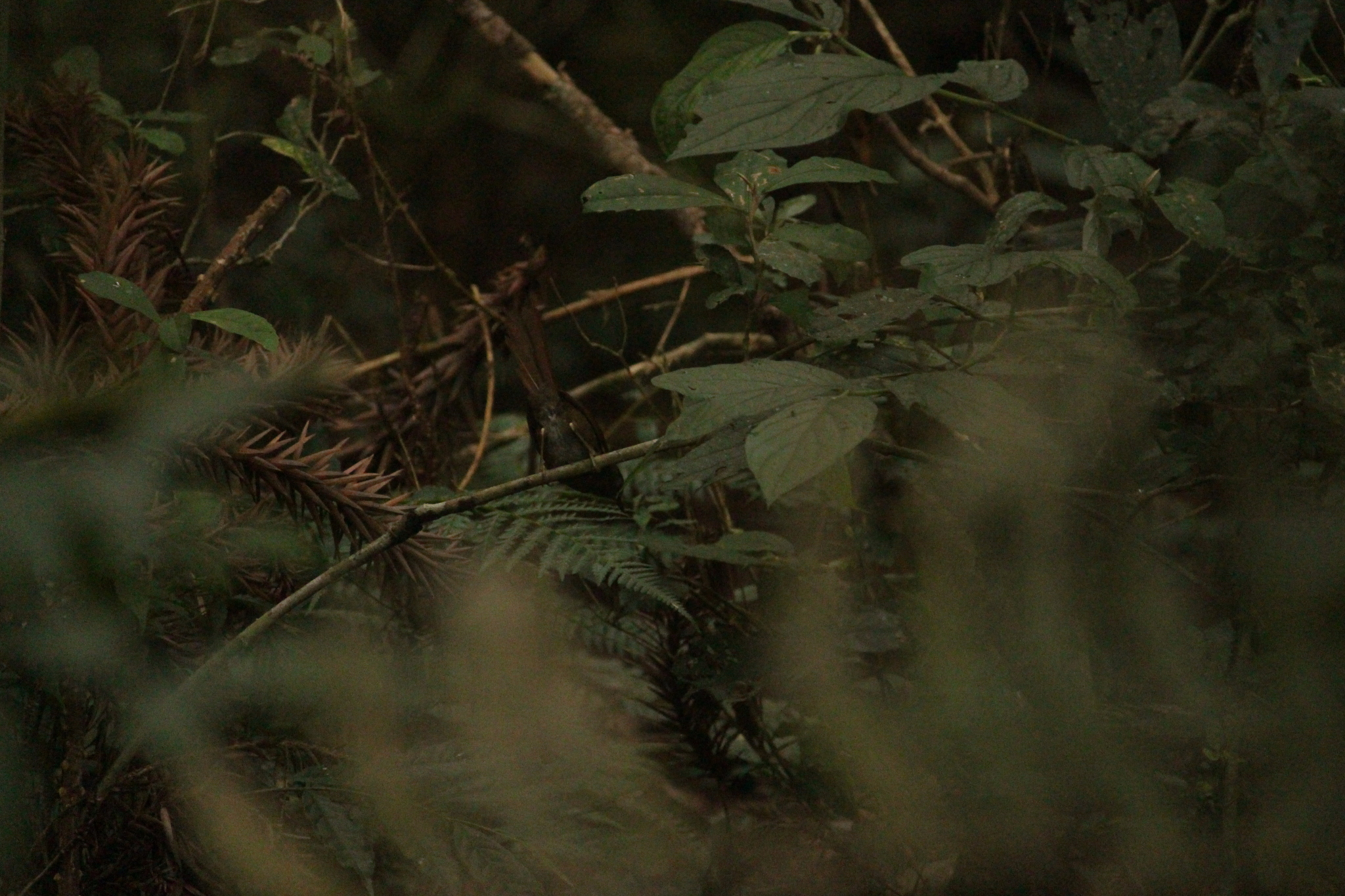 Grey-bellied Spinetail (Synallaxis cinerascens), photo 5