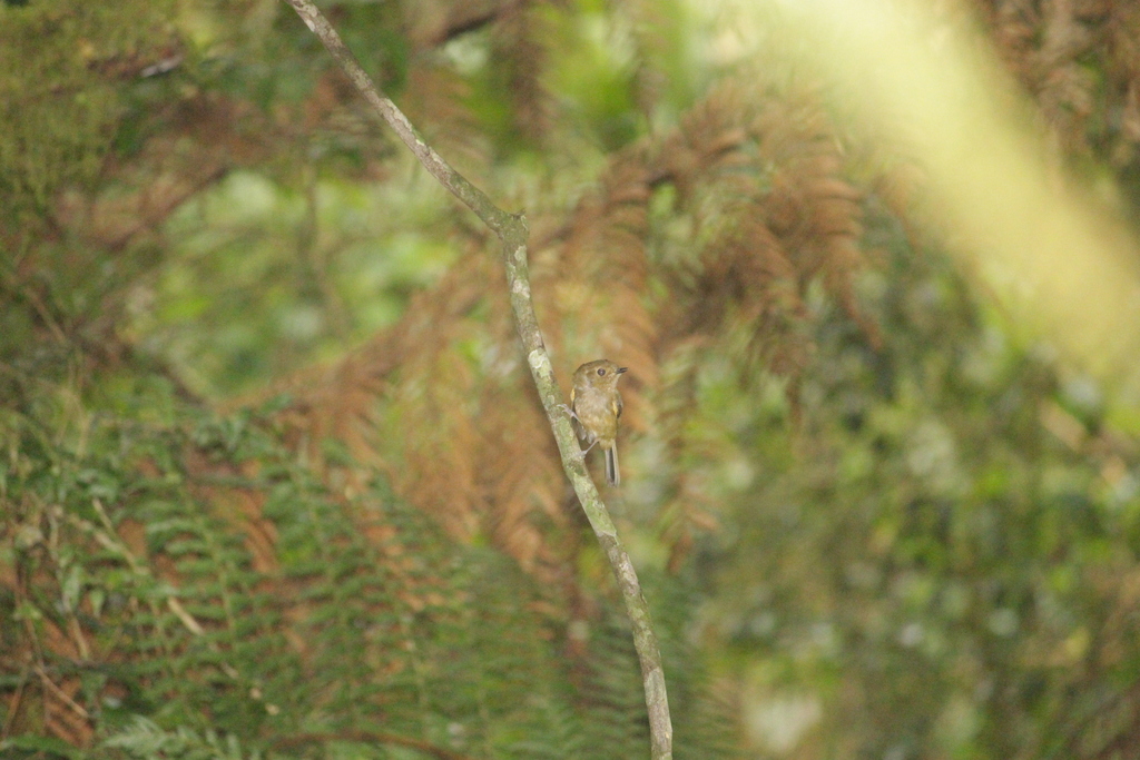 Brown-breasted Bamboo-tyrant
