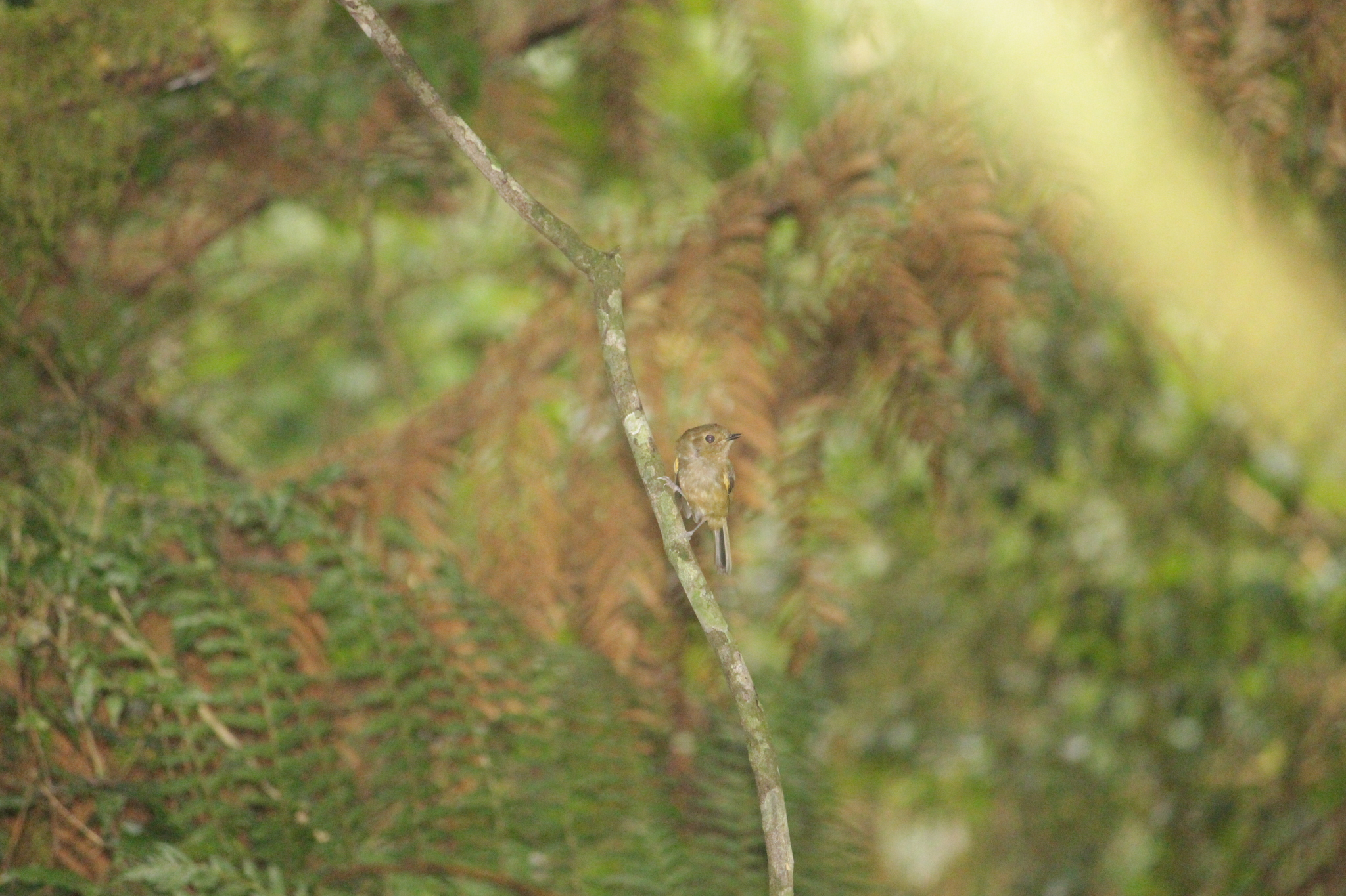 Brown-breasted Bamboo Tyrant (Hemitriccus obsoletus), photo 1