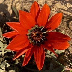 Gazania rigida