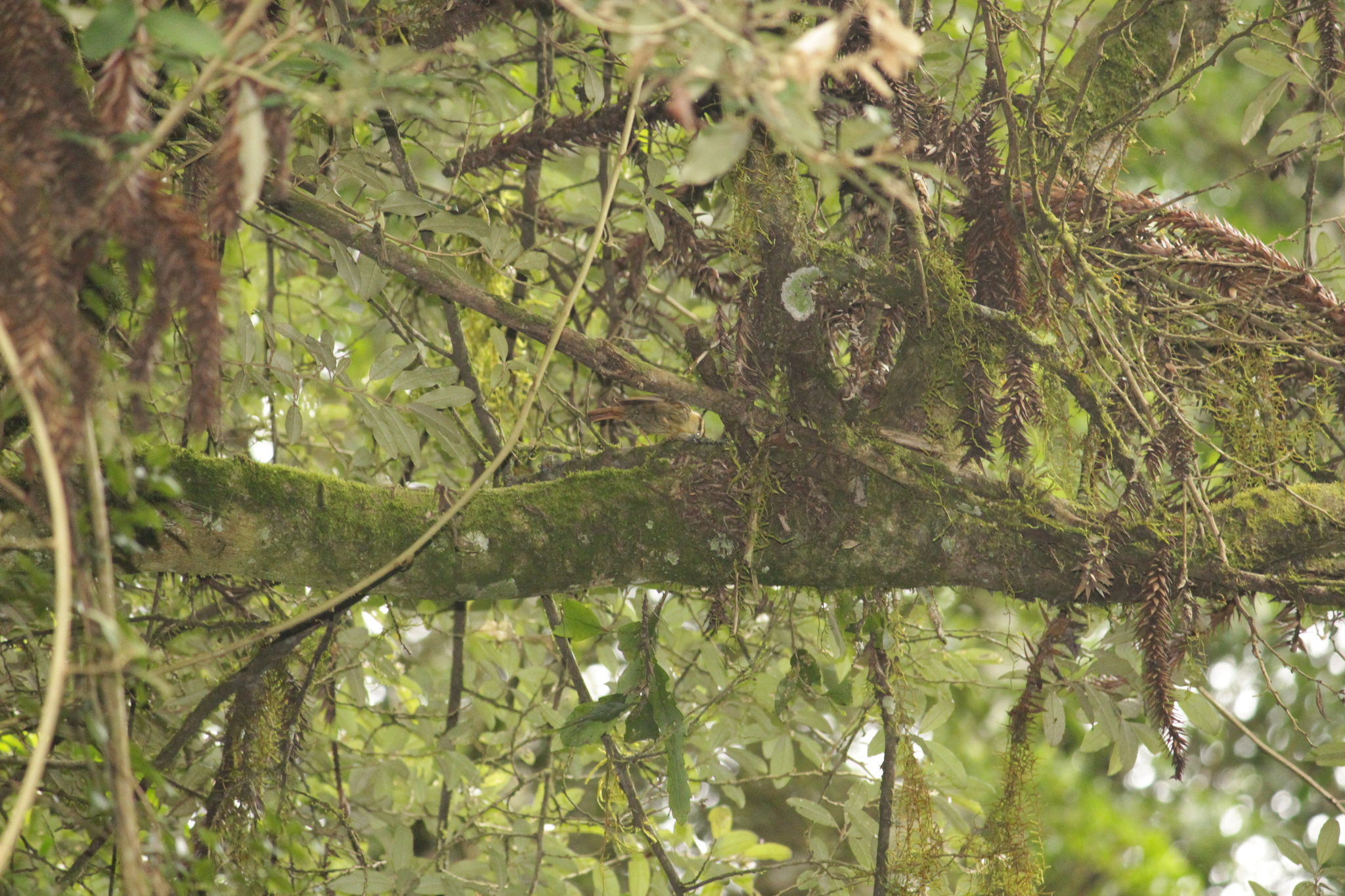 Sharp-billed Treehunter (Heliobletus contaminatus), photo 4
