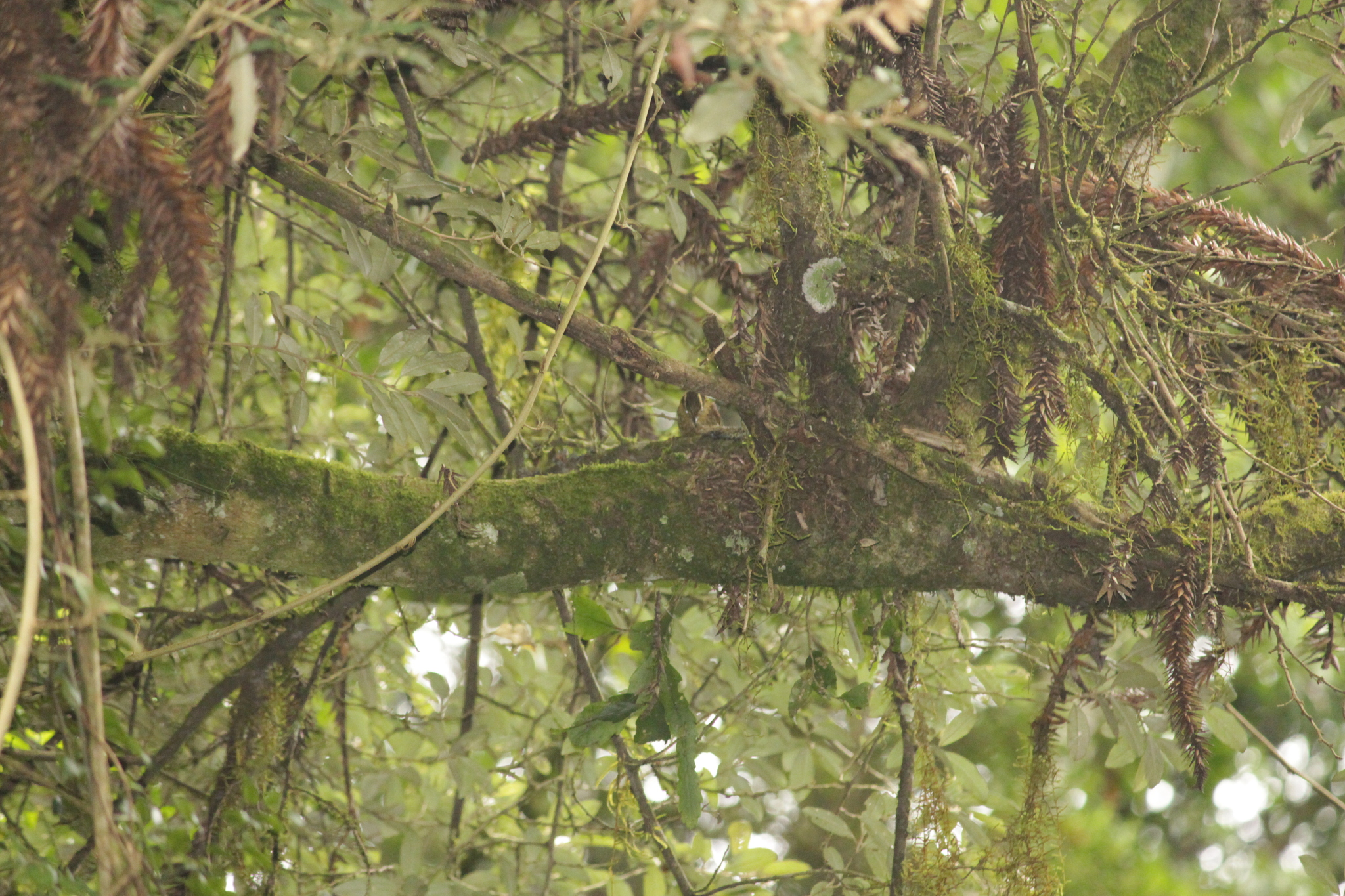 Sharp-billed Treehunter (Heliobletus contaminatus), photo 5