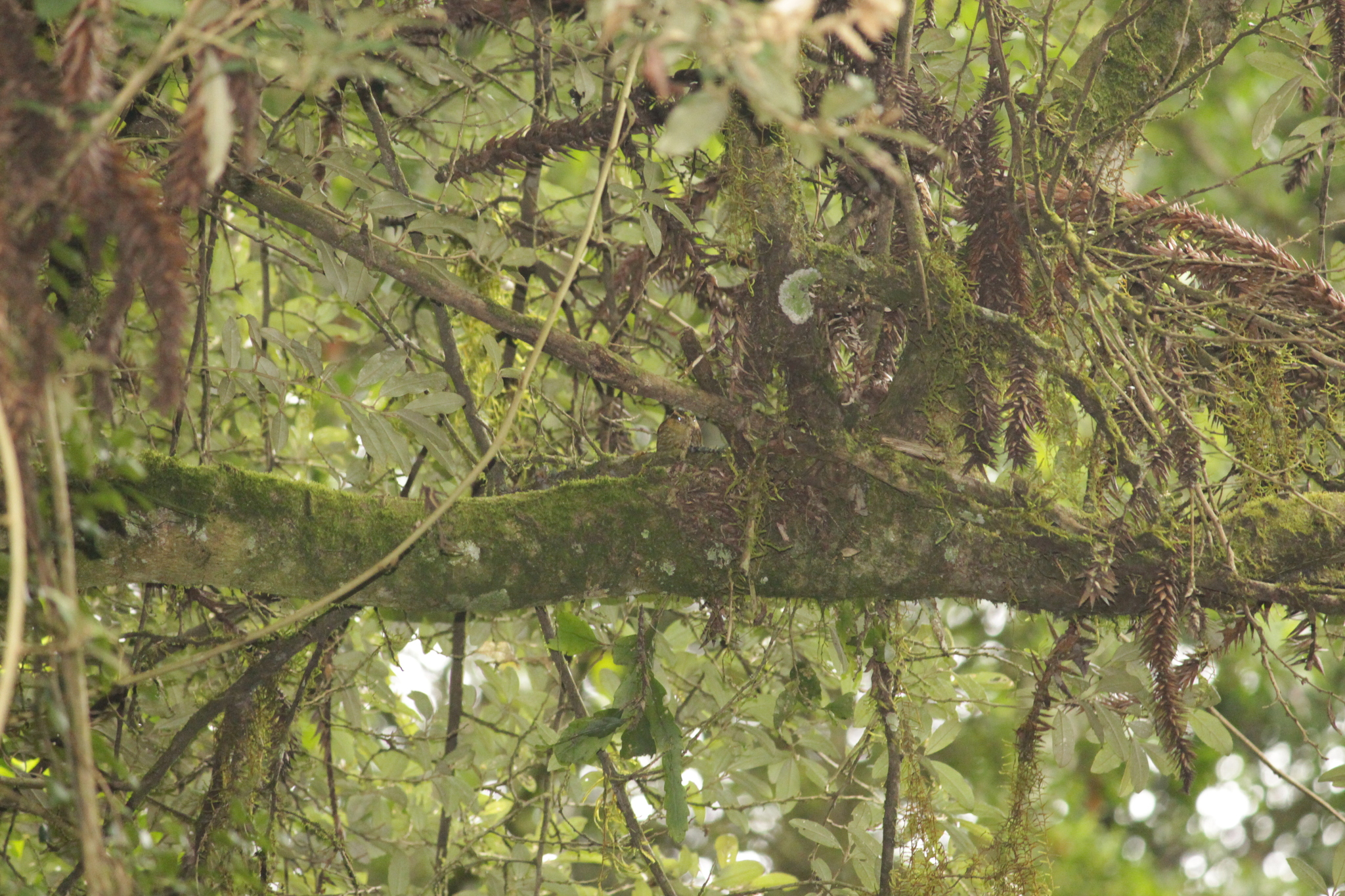 Sharp-billed Treehunter (Heliobletus contaminatus), photo 6