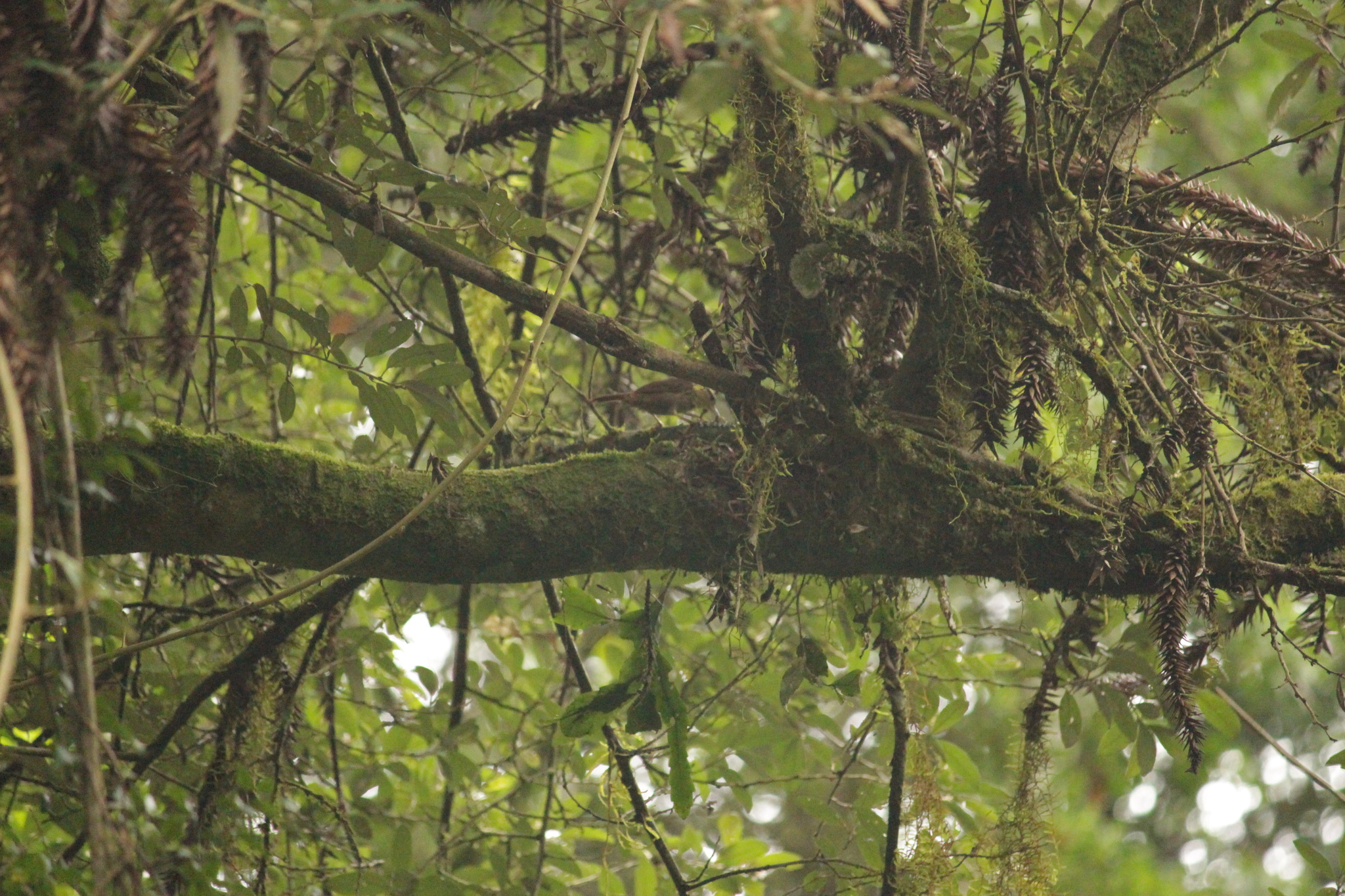 Sharp-billed Treehunter (Heliobletus contaminatus), photo 9