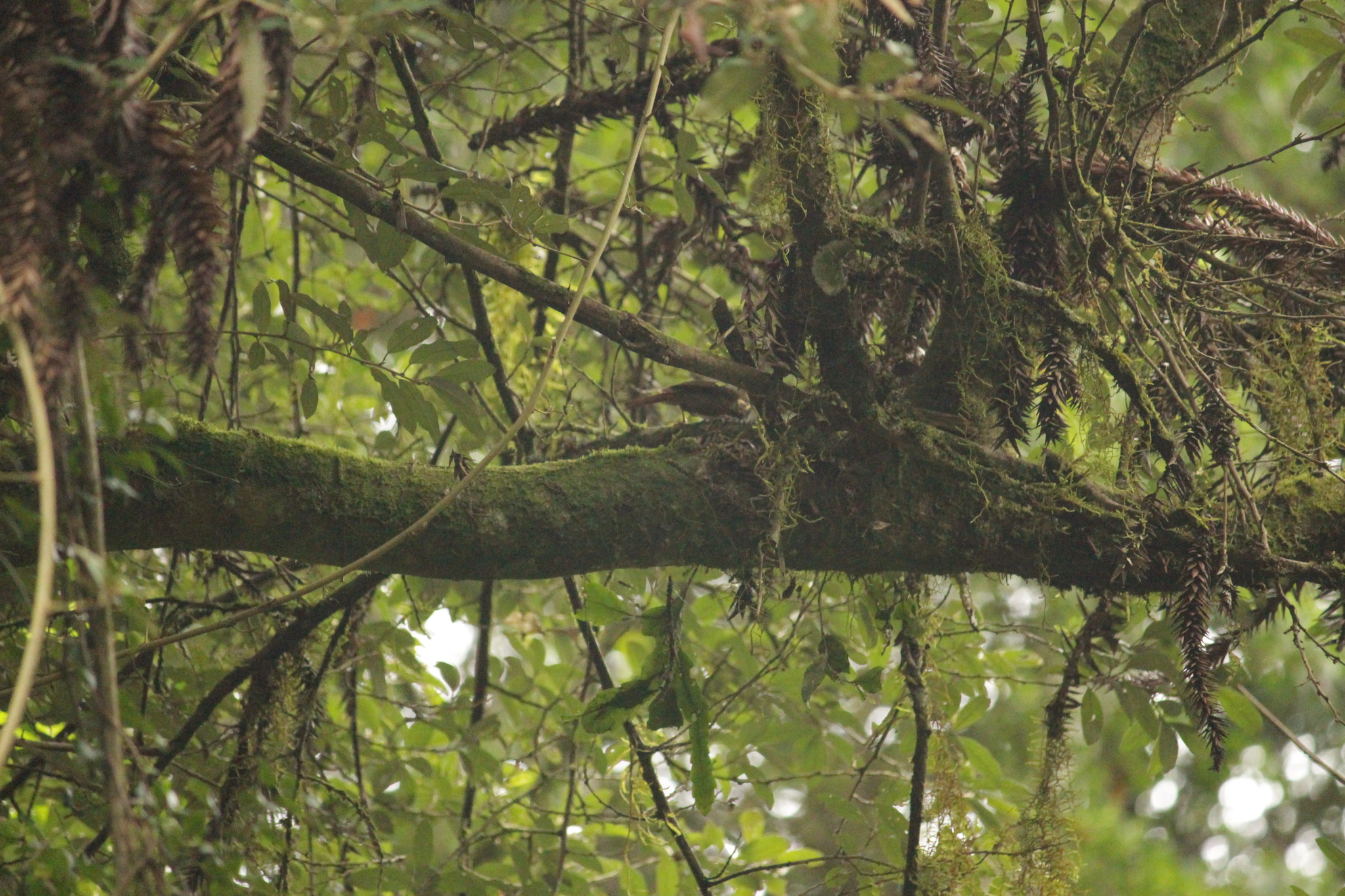 Sharp-billed Treehunter (Heliobletus contaminatus), photo 7
