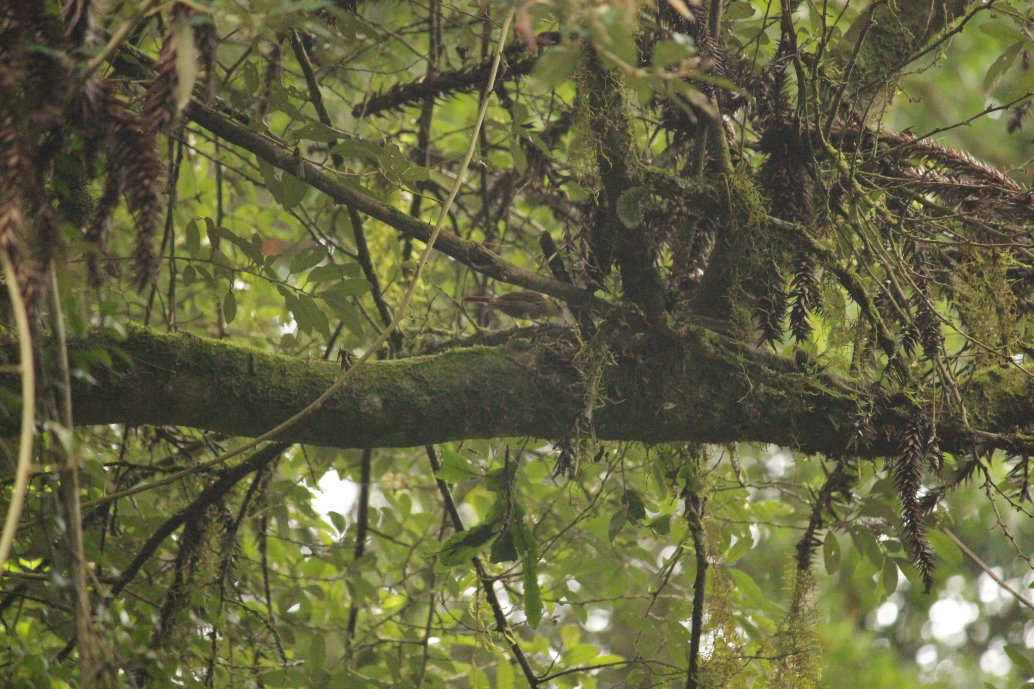 Sharp-billed Treehunter (Heliobletus contaminatus), photo 8