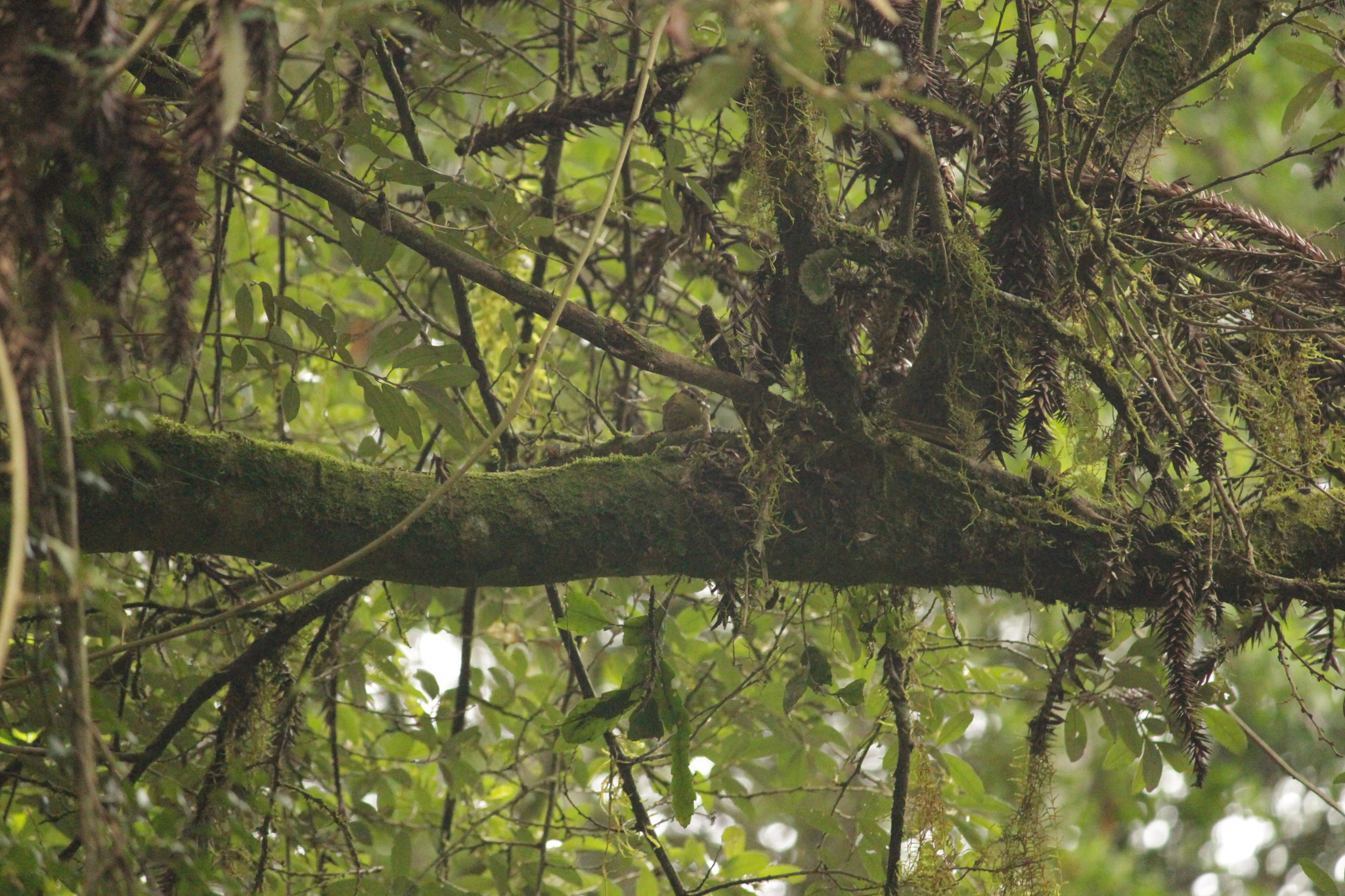 Sharp-billed Treehunter (Heliobletus contaminatus), photo 10