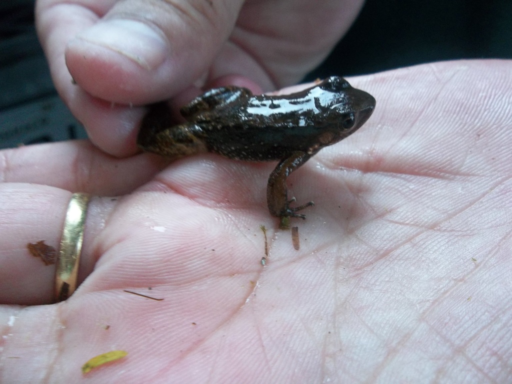 Hylodes pipilans