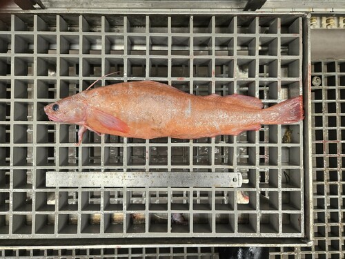 Arctique threebeard rockling (Gaidropsarus ensis) — Lotidae — 3