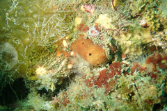 Amphimedon trindanea