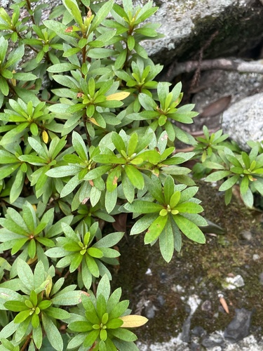 Rhododendron indicum iNat (3)