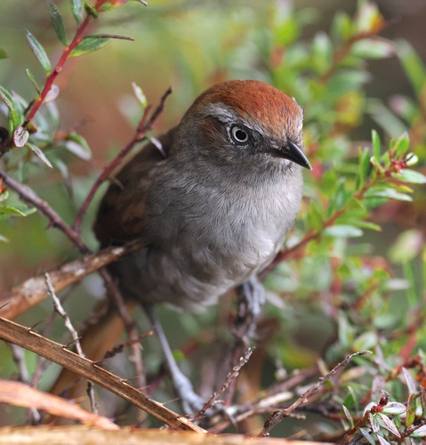White-chinned Thistletail (Asthenes fuliginosa), photo 2