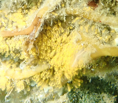 Pycnoclavella stanleyi