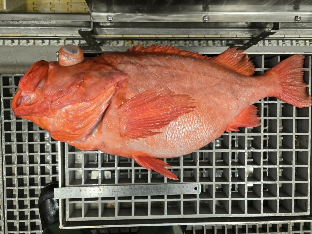 Golden redfish (Sebastes norvegicus) — Sebastidae
