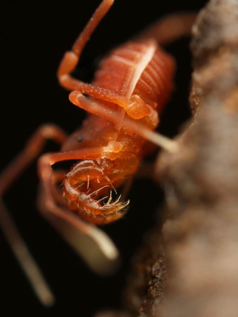 Sitalcina flava