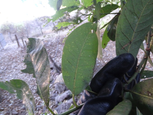 Diospyros nigra