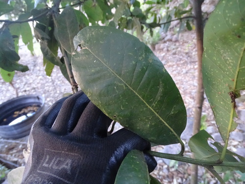 Diospyros nigra