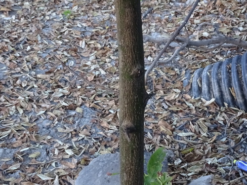 Diospyros nigra