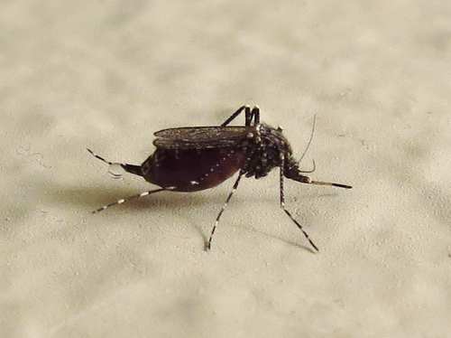 Dark Ricefield Mosquito photo 3