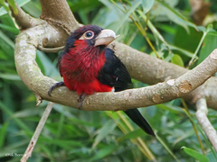 Lybius bidentatus