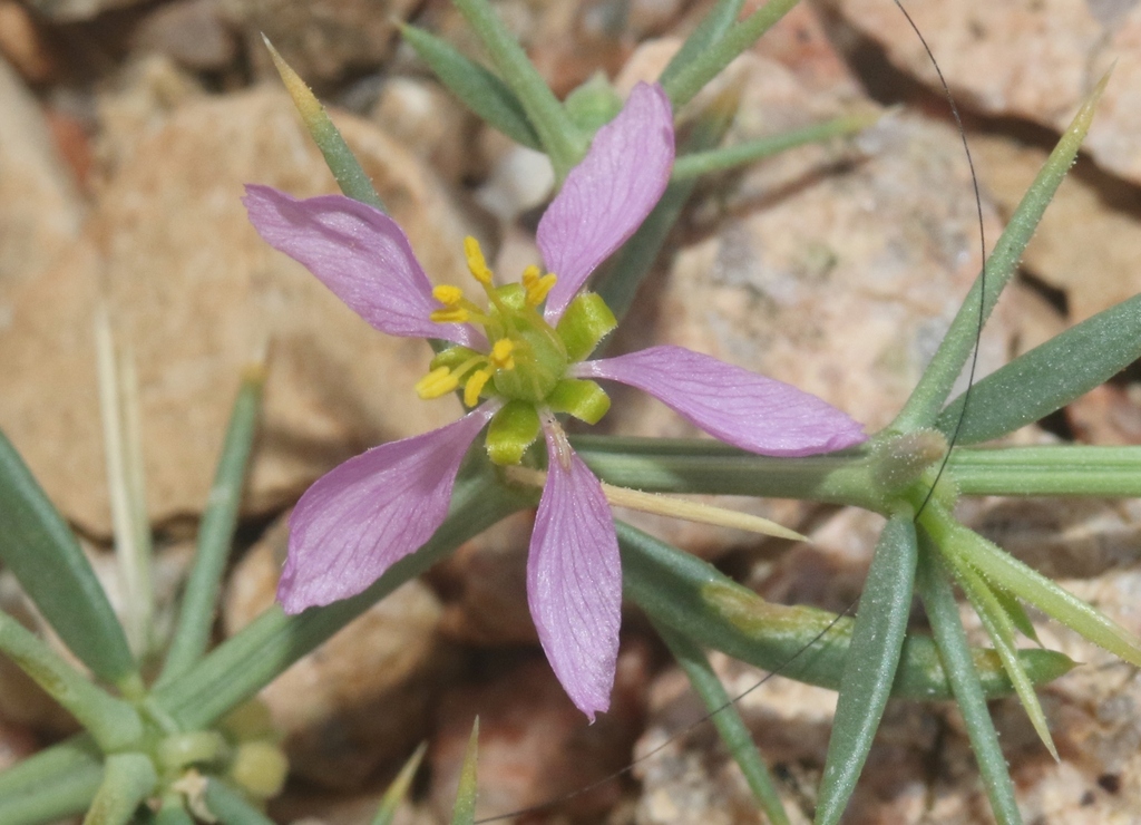 Zygophyllum paulayanum