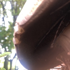 Fungi