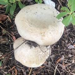 Fungi