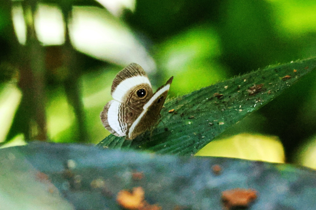 Mesosemia judicialis