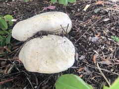 Fungi