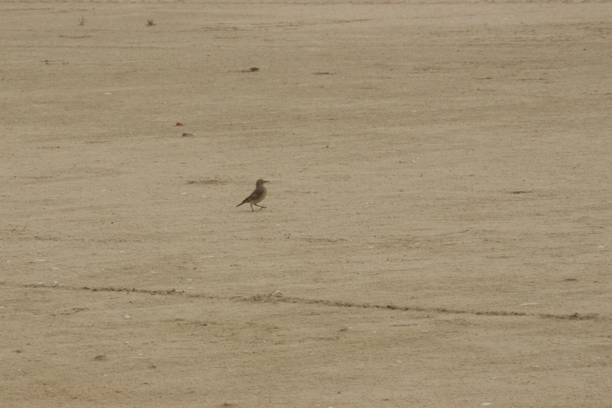 Common Miner (Geositta cunicularia)