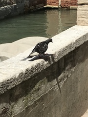 Columba livia domestica