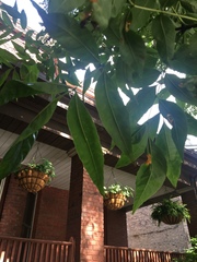 Fraxinus pennsylvanica