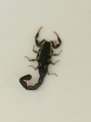 Uroplectes flavoviridis