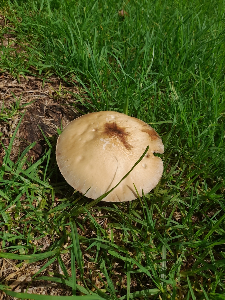 Cyclocybe parasitica · February 2025 · photo: © mphnz (iNaturalist, cc0)