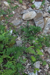 Erigeron acris podolicus