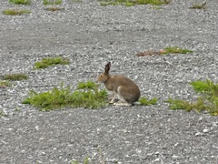 Lepus timidus