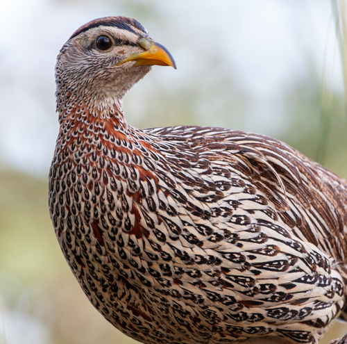 Double-spurred Spurfowl (Pternistis bicalcaratus)