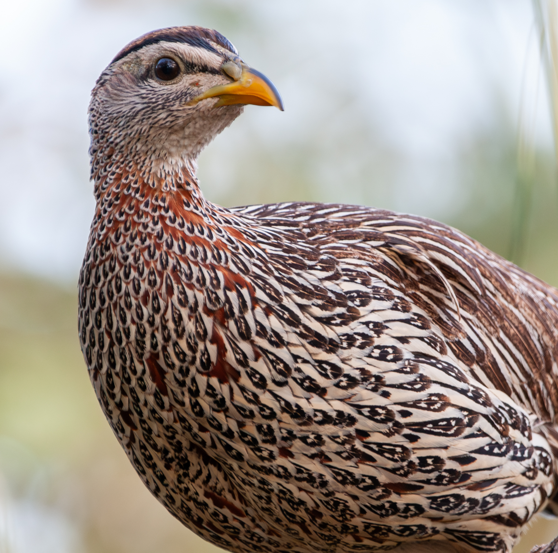 Double-spurred Spurfowl (Pternistis bicalcaratus)