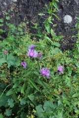 Centaurea phrygia abbreviata