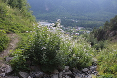 Campanula lactiflora