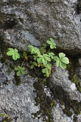 Potentilla brachypetala