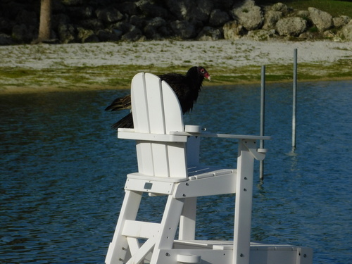 Turkey Vulture photographed in Florida