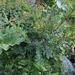 Salix elbrusensis - Photo (c) Dmitriy Bochkov,  זכויות יוצרים חלקיות (CC BY), הועלה על ידי Dmitriy Bochkov