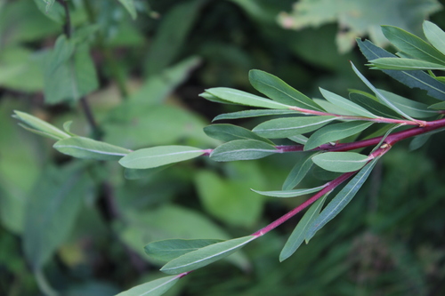 Salix elbursensis