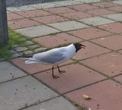 Chroicocephalus ridibundus